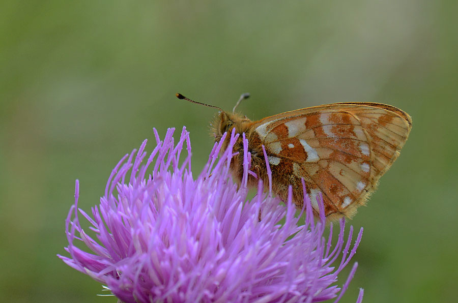 Boloria pales ?